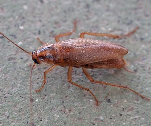 German Cockroach