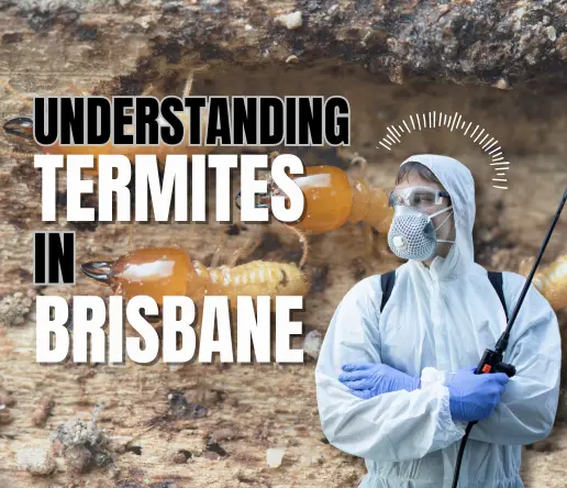 Understanding Termites
